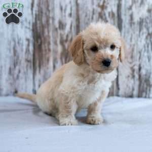 Hope, Mini Labradoodle Puppy